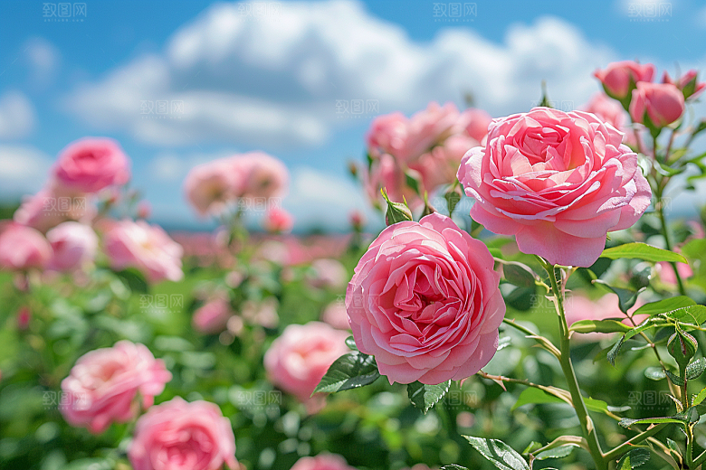 玫瑰花花朵花卉素材
