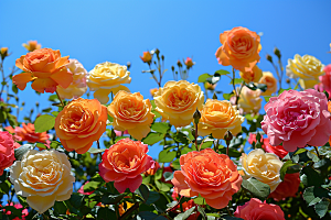 玫瑰花花朵浪漫素材