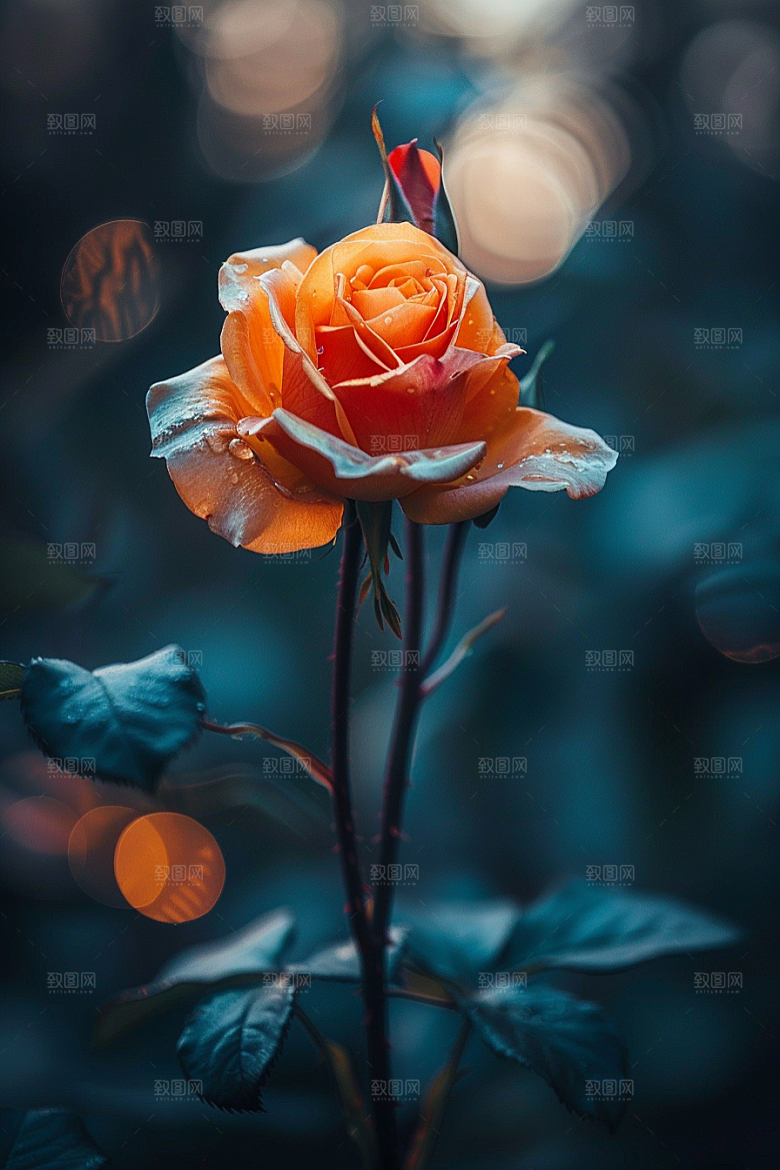 玫瑰花花朵复古素材