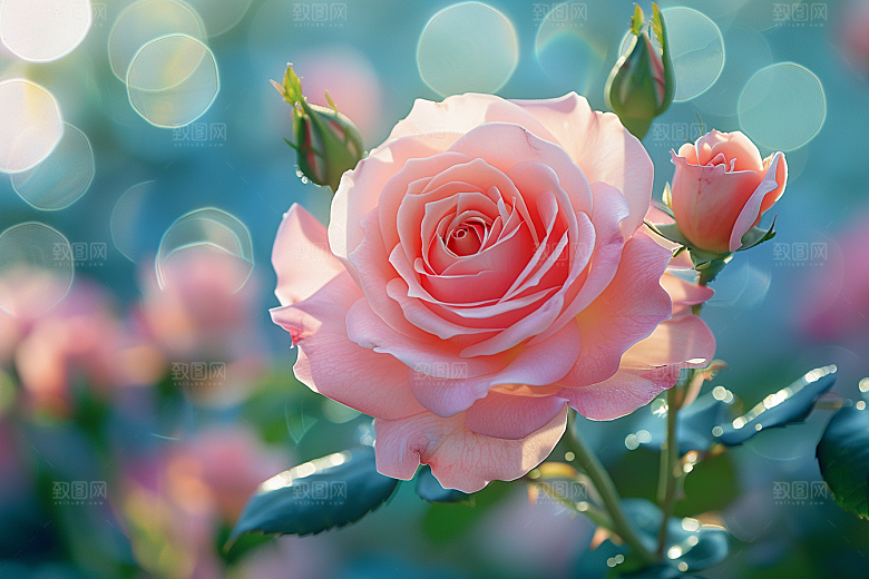 玫瑰花花卉月季花素材