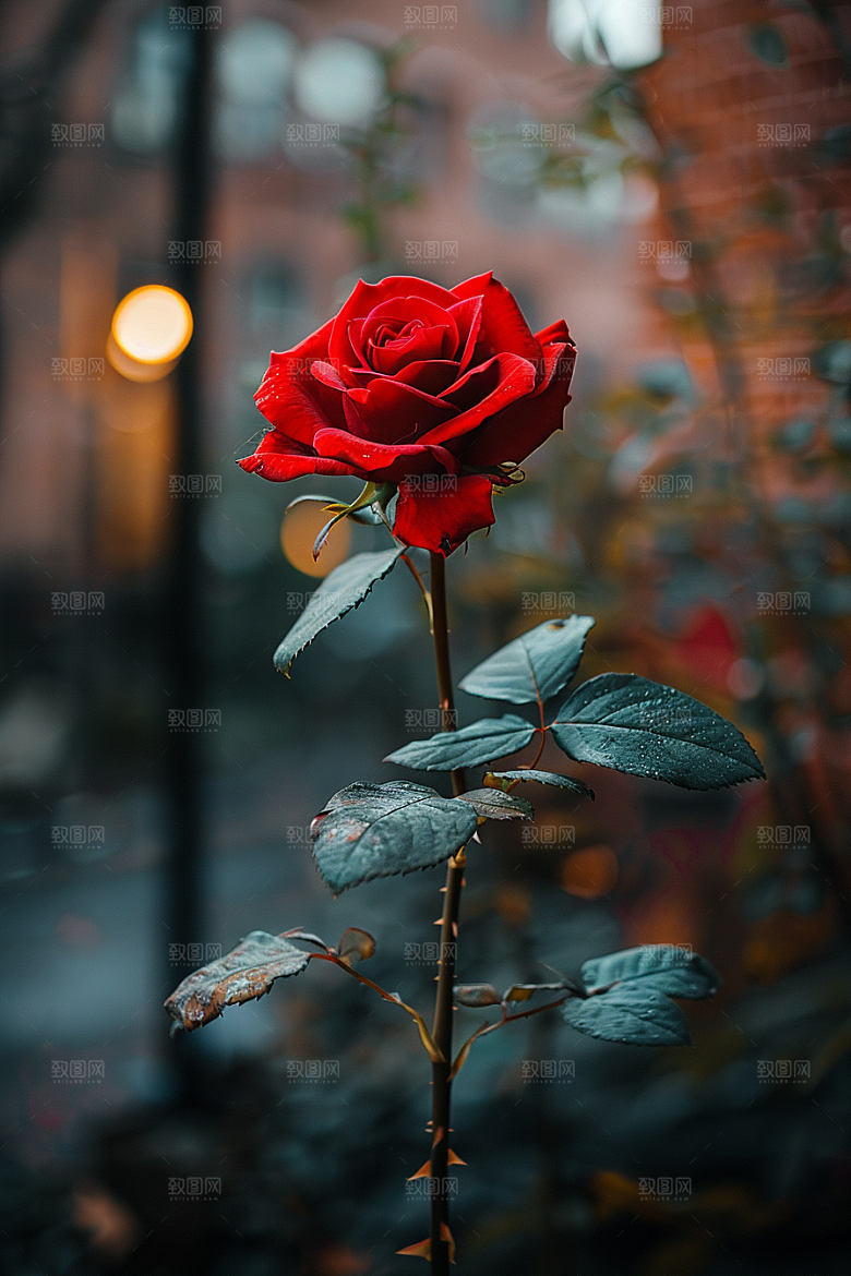 玫瑰花蔷薇复古素材