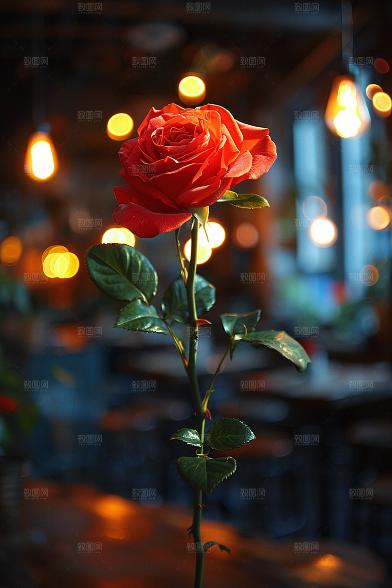 玫瑰花蔷薇花朵素材