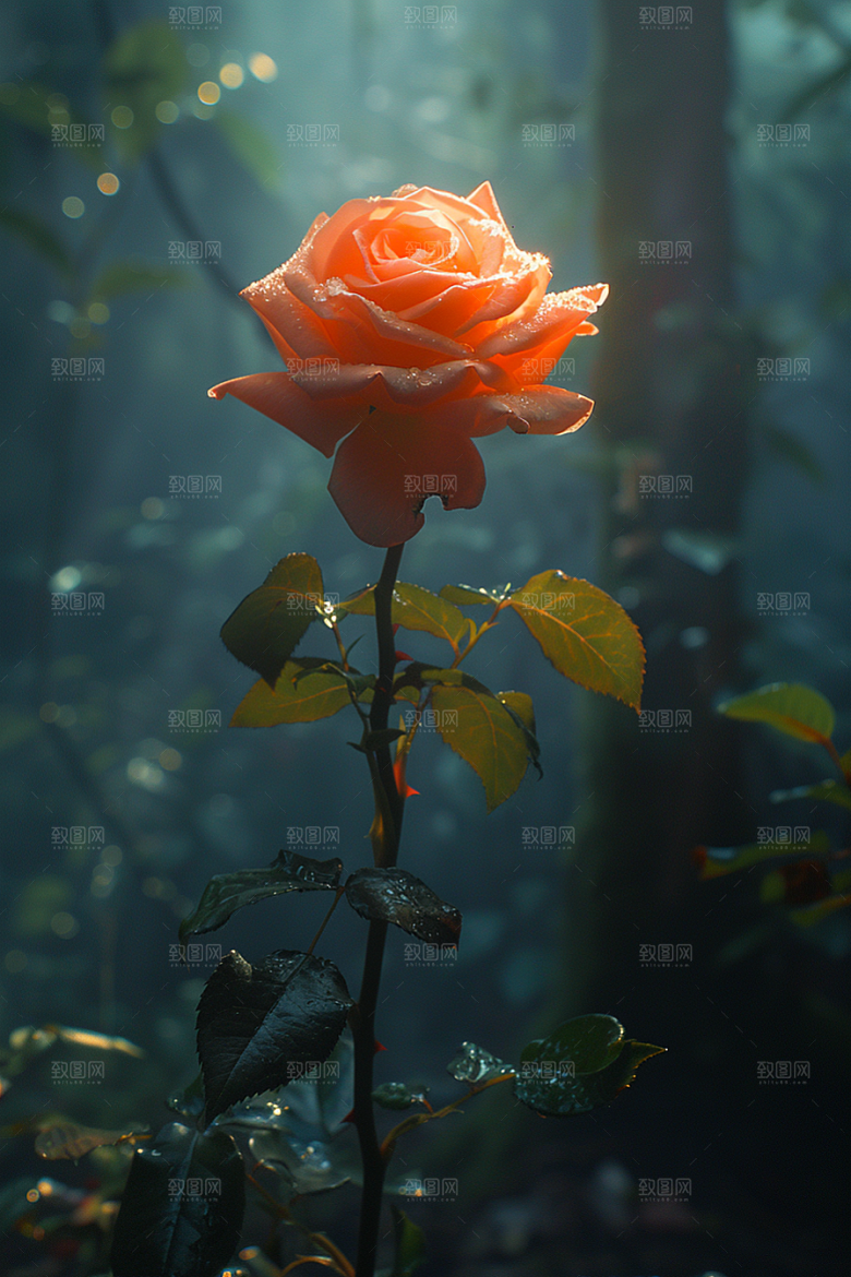 玫瑰花复古高清素材