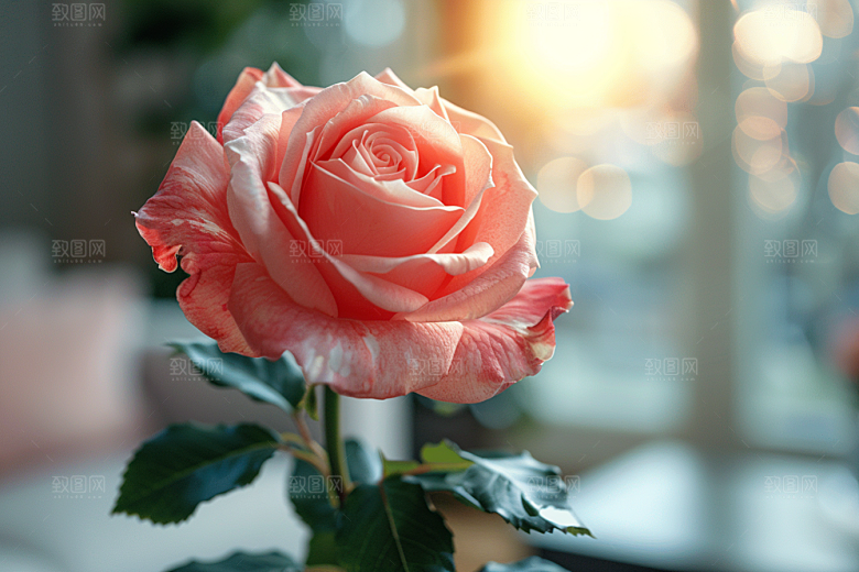 玫瑰花唯美花朵素材