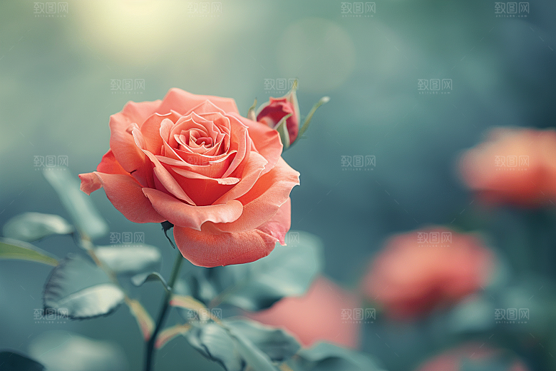 玫瑰花唯美初夏素材