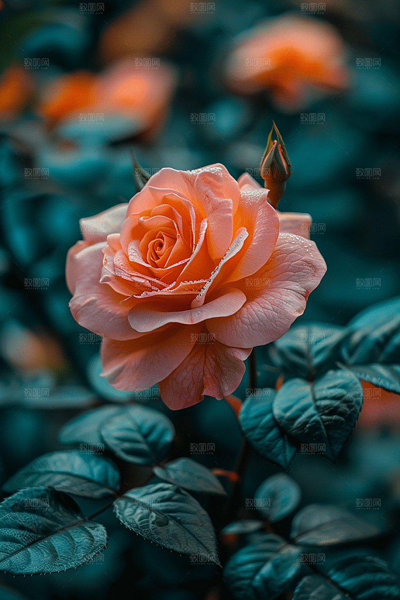 玫瑰花唯美高清素材