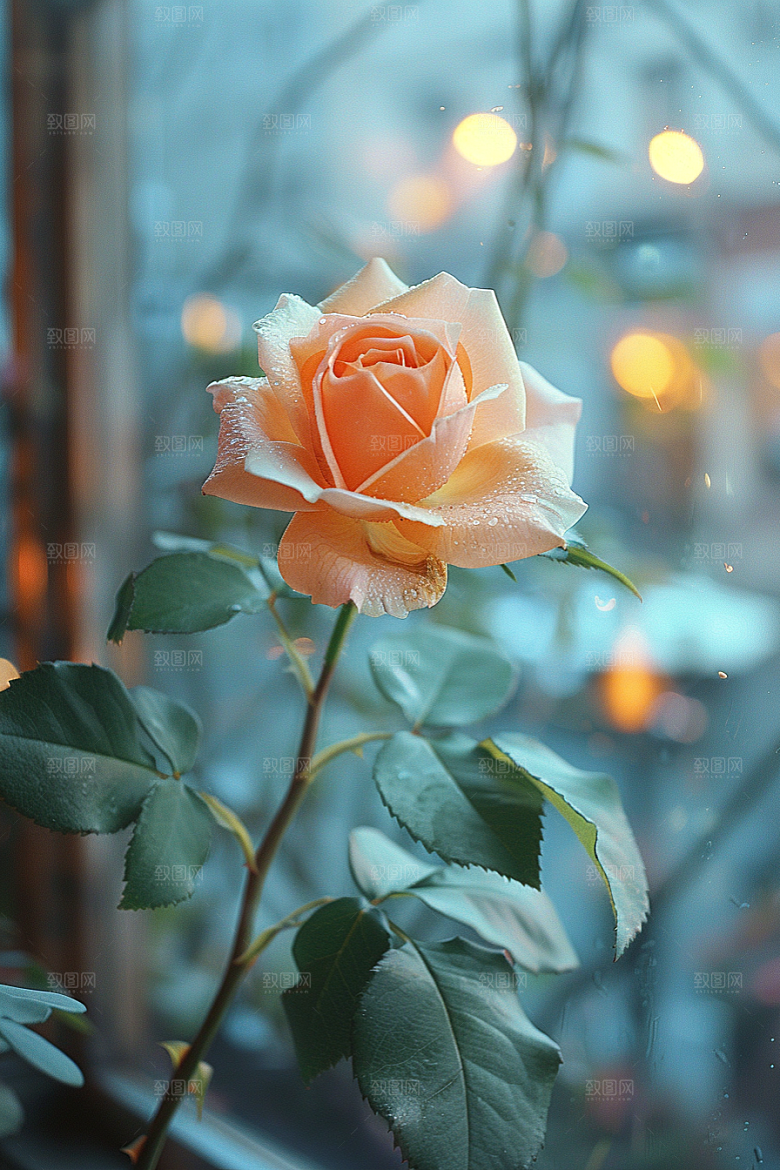 玫瑰花花朵高清素材