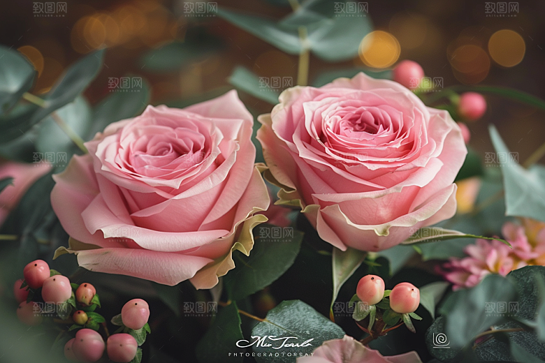 玫瑰花月季花高清素材