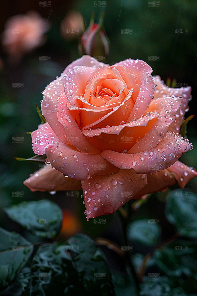 玫瑰花高清浪漫素材