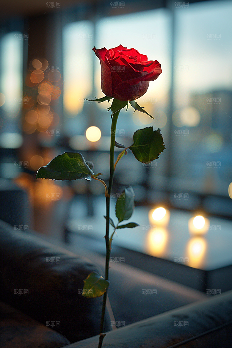 玫瑰花浪漫月季花素材