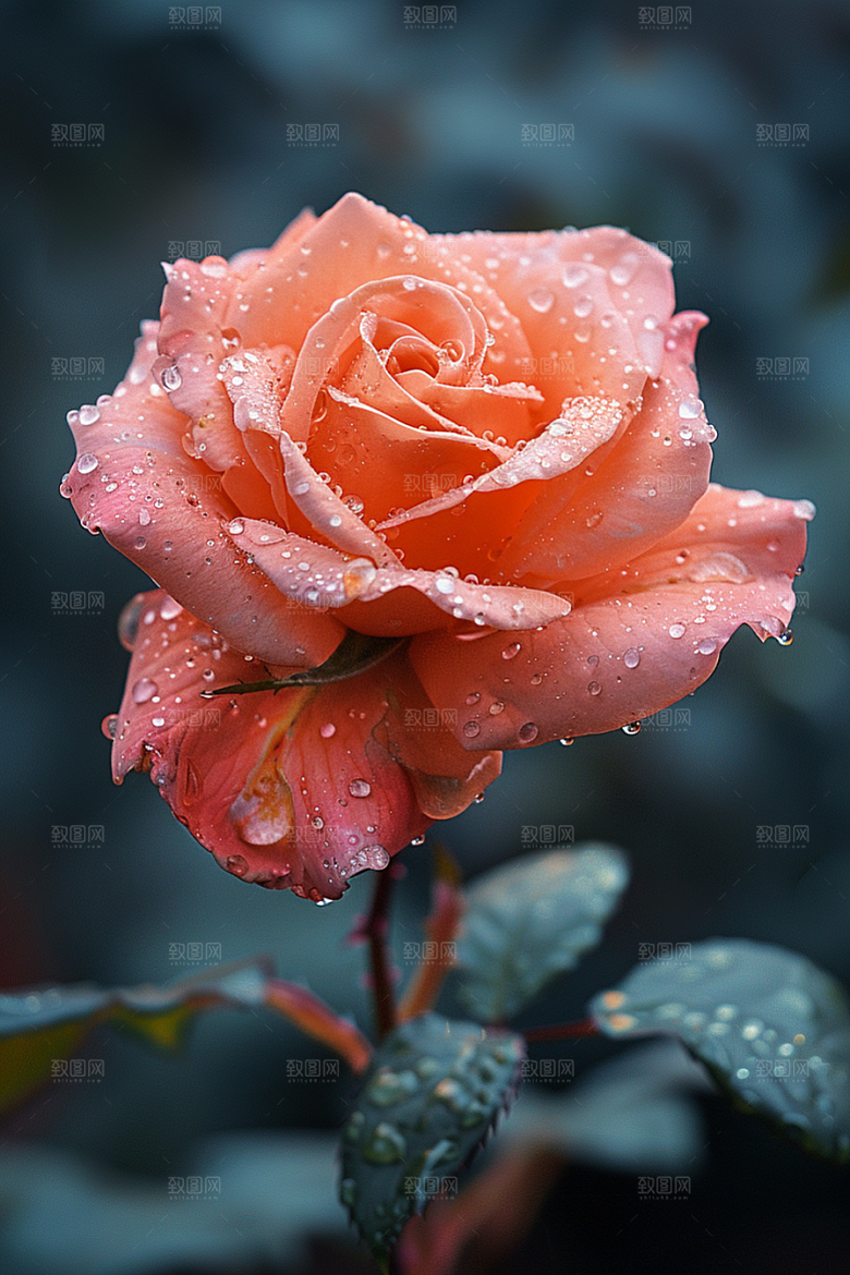 玫瑰花复古优雅素材