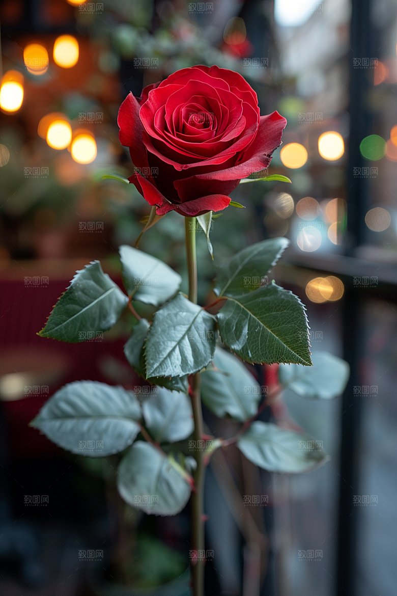 玫瑰花花卉高清素材