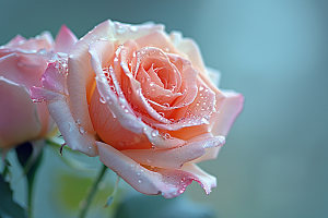 玫瑰花蔷薇五月素材