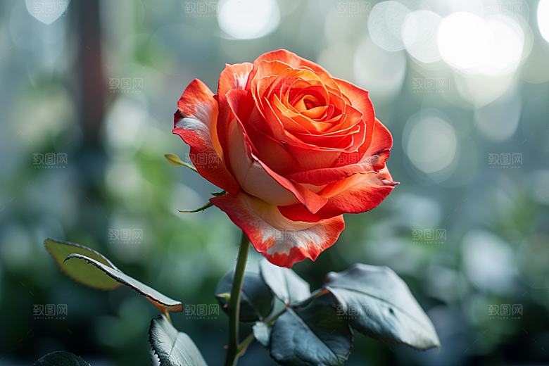 玫瑰花繁花花朵素材