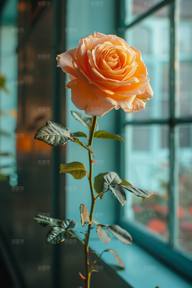 玫瑰花繁花花朵素材