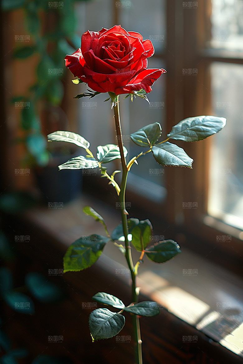 玫瑰花蔷薇繁花素材