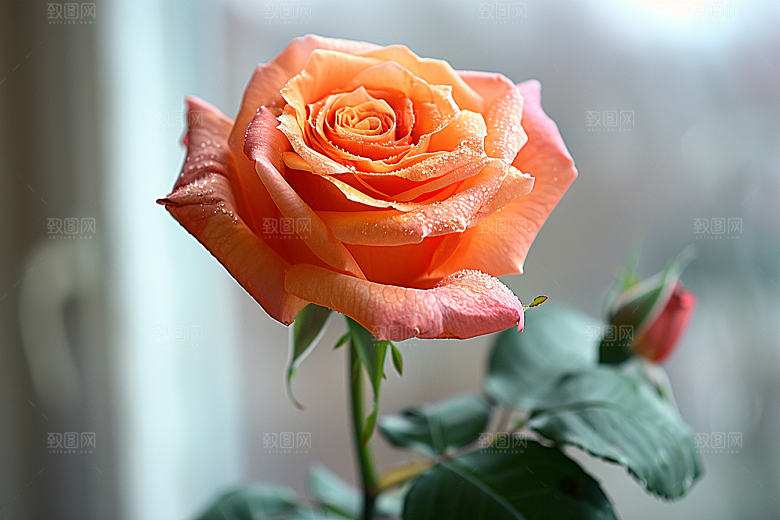 玫瑰花花朵优雅素材