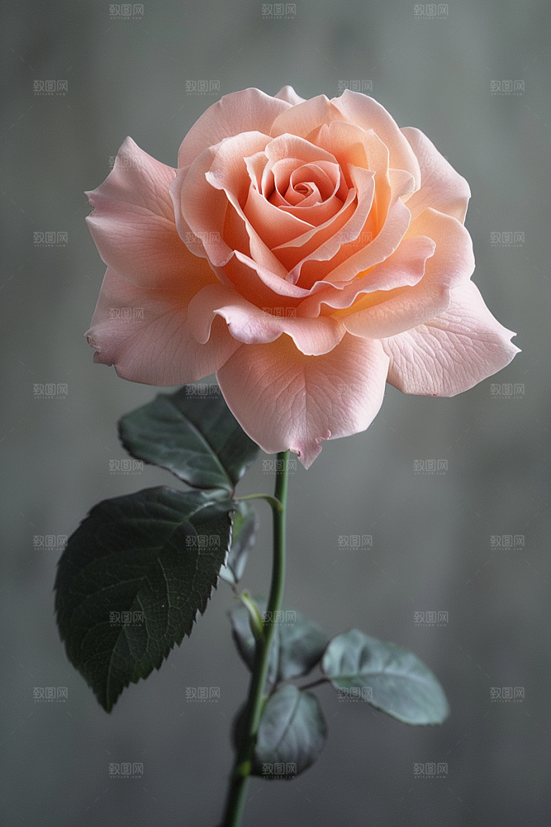 玫瑰花唯美月季花素材