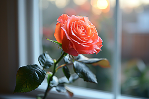 玫瑰花浪漫复古素材
