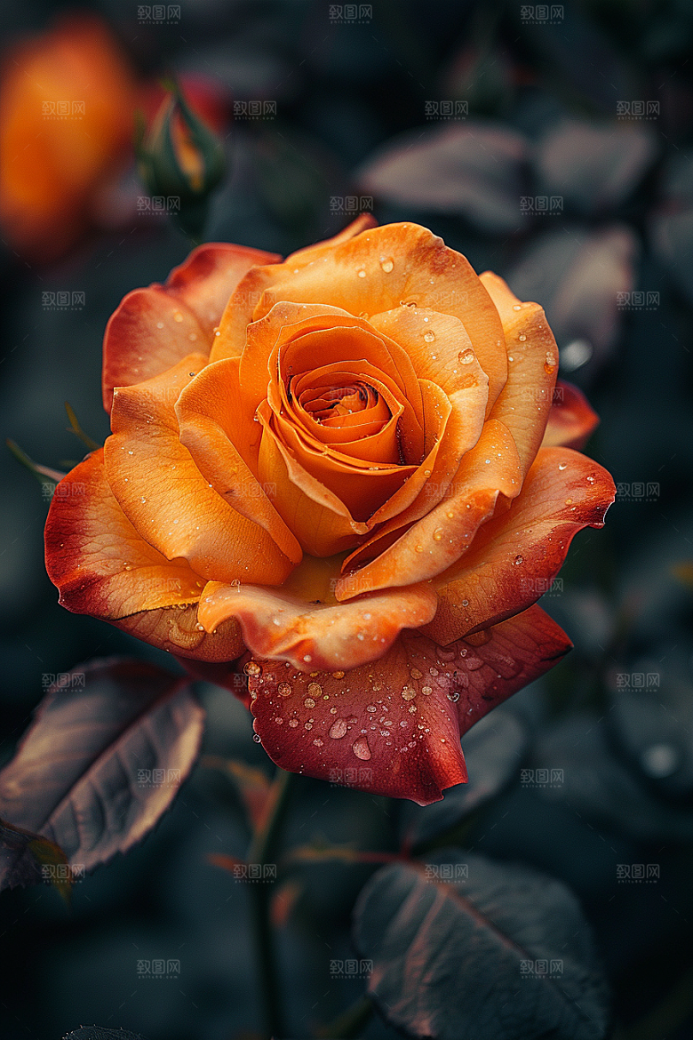 玫瑰花月季花繁花素材