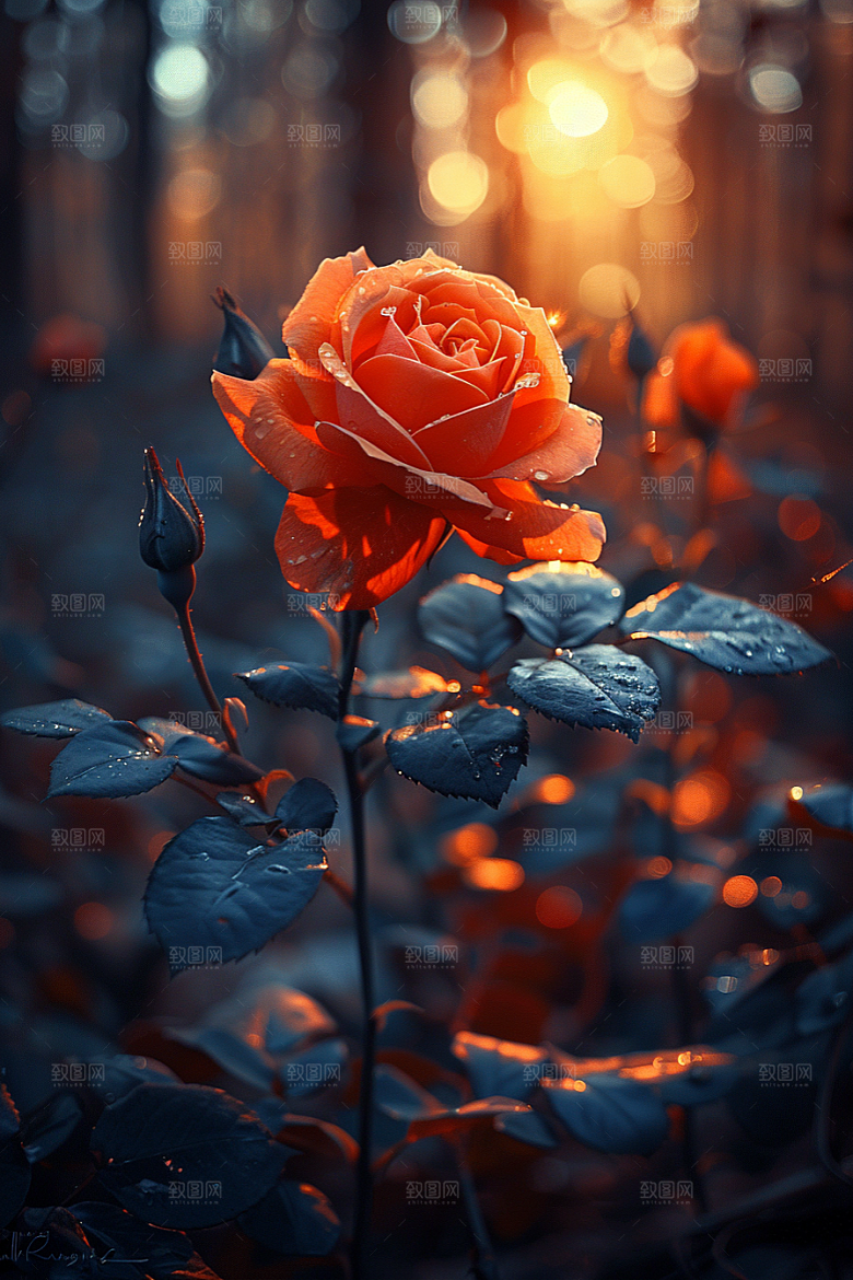 玫瑰花花卉高清素材