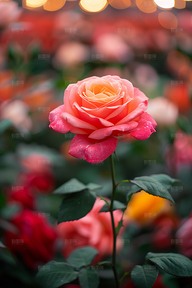 玫瑰花浪漫花卉素材