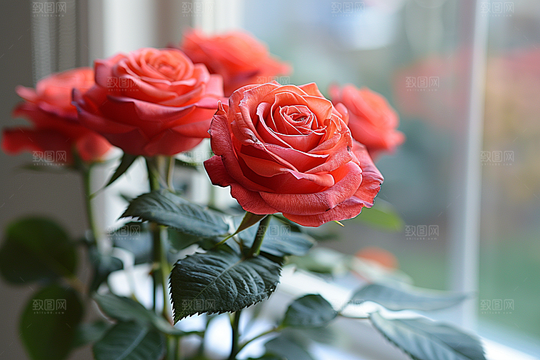 玫瑰花花朵月季花素材