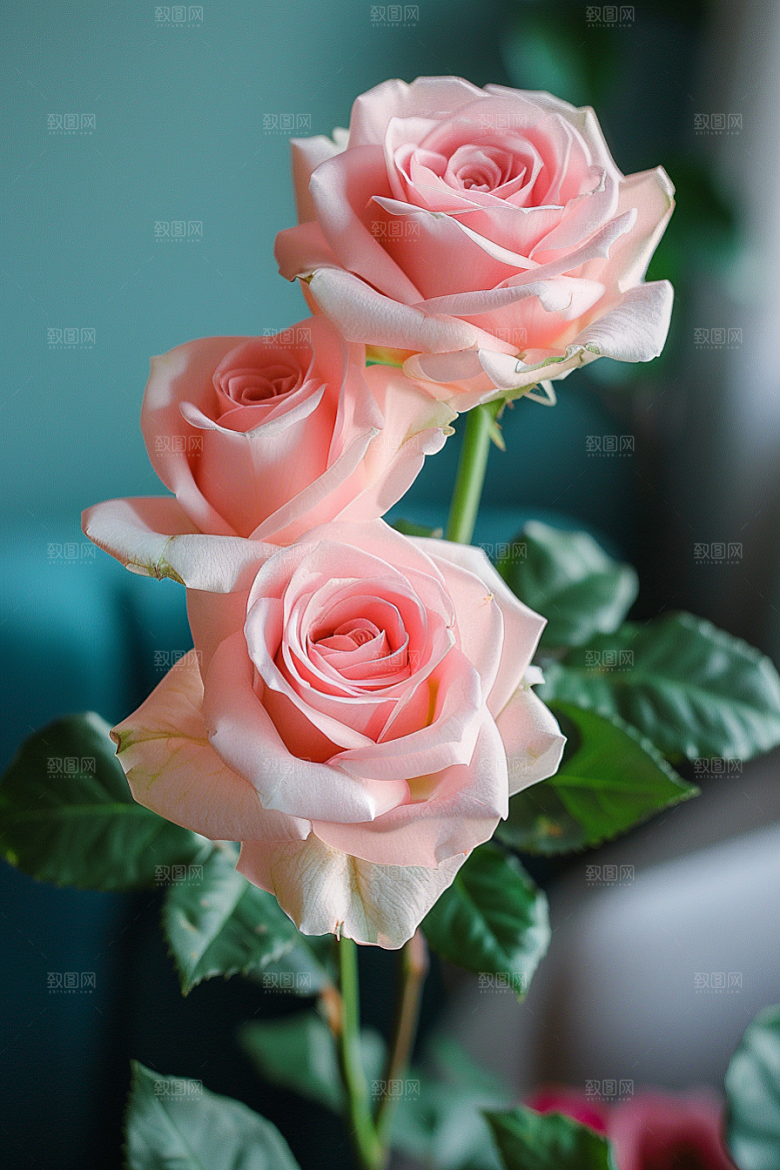 玫瑰花复古月季花素材