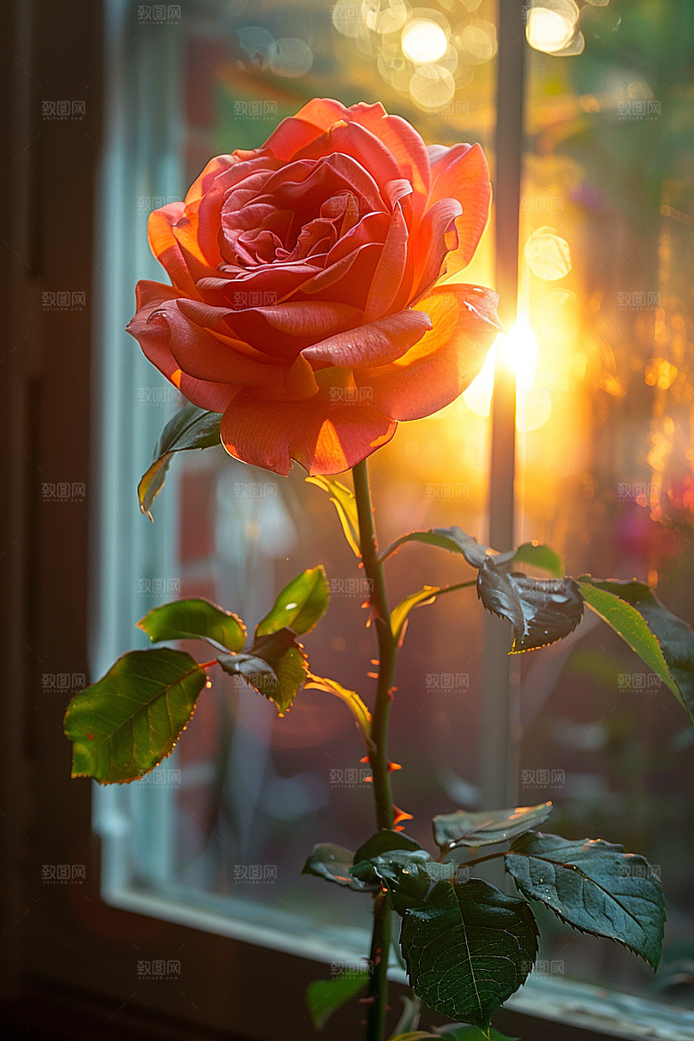 玫瑰花花朵高清素材