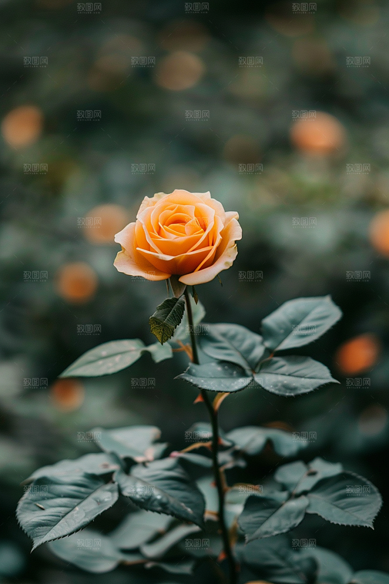玫瑰花蔷薇唯美素材