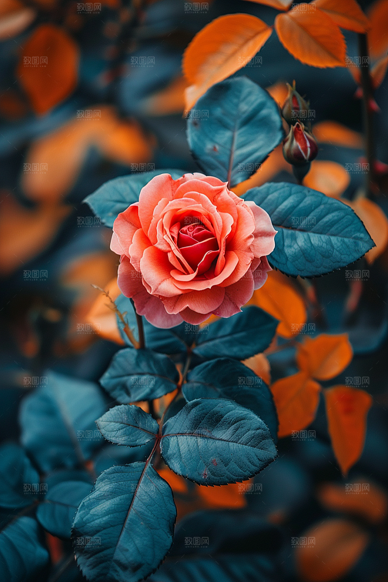 玫瑰花优雅花卉素材