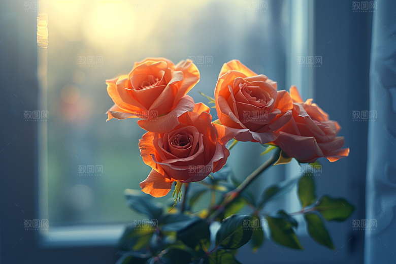 玫瑰花五月月季花素材