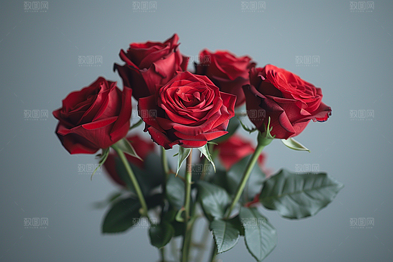 玫瑰花初夏优雅素材