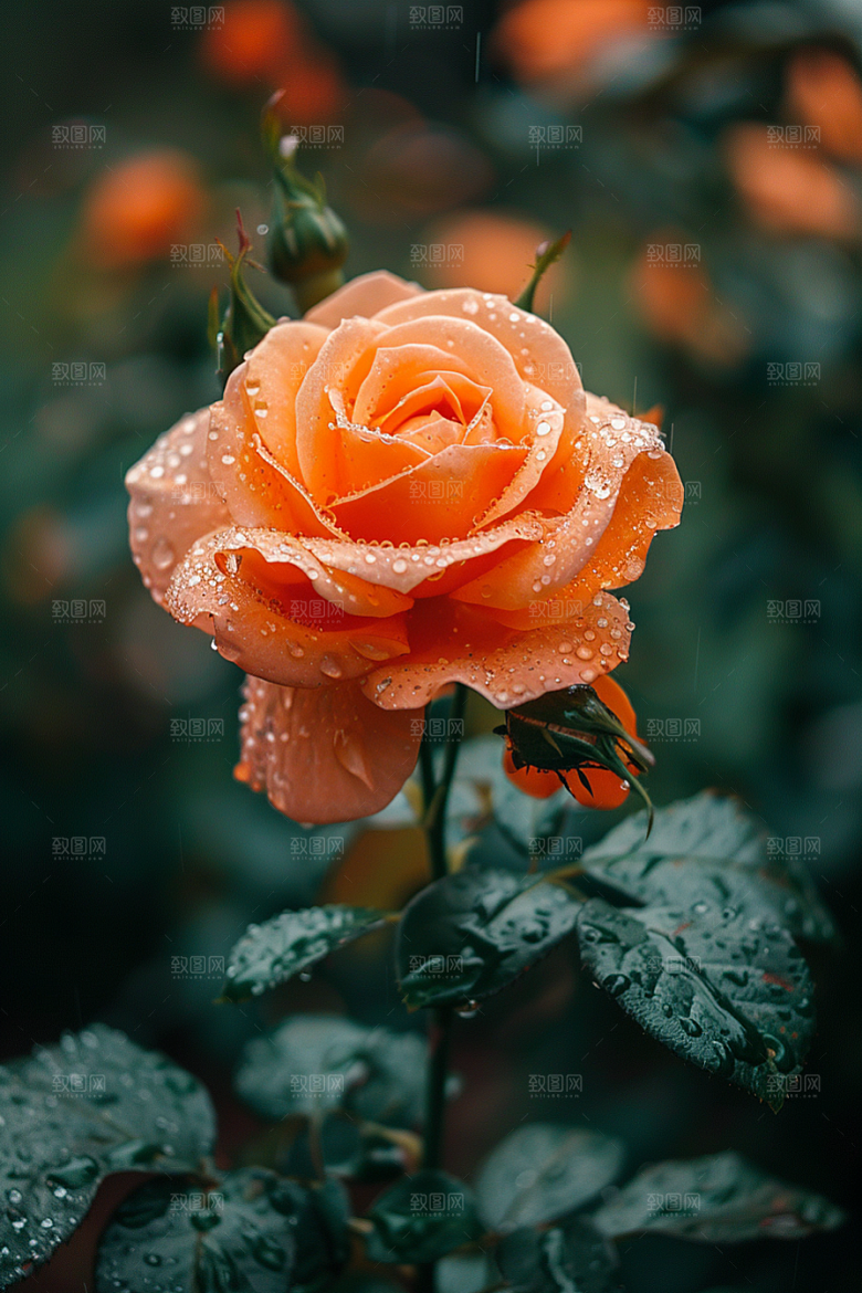 玫瑰花蔷薇花朵素材
