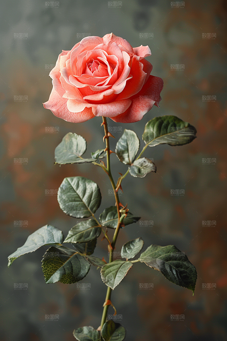 玫瑰花高清唯美素材