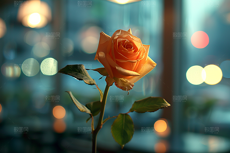 玫瑰花月季花优雅素材