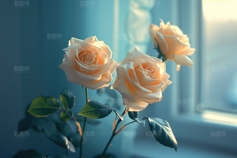 玫瑰花优雅五月素材