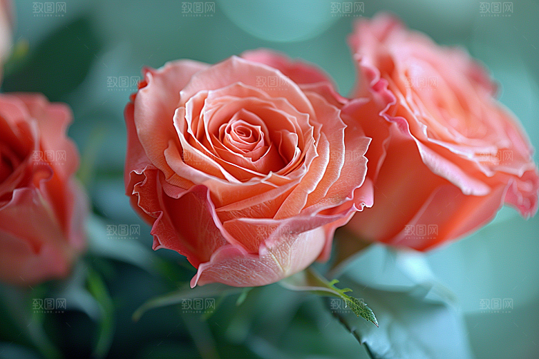 玫瑰花高清花朵素材