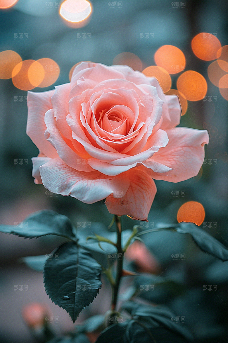 玫瑰花月季花高清素材