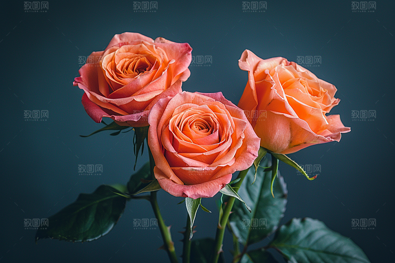 玫瑰花复古高清素材