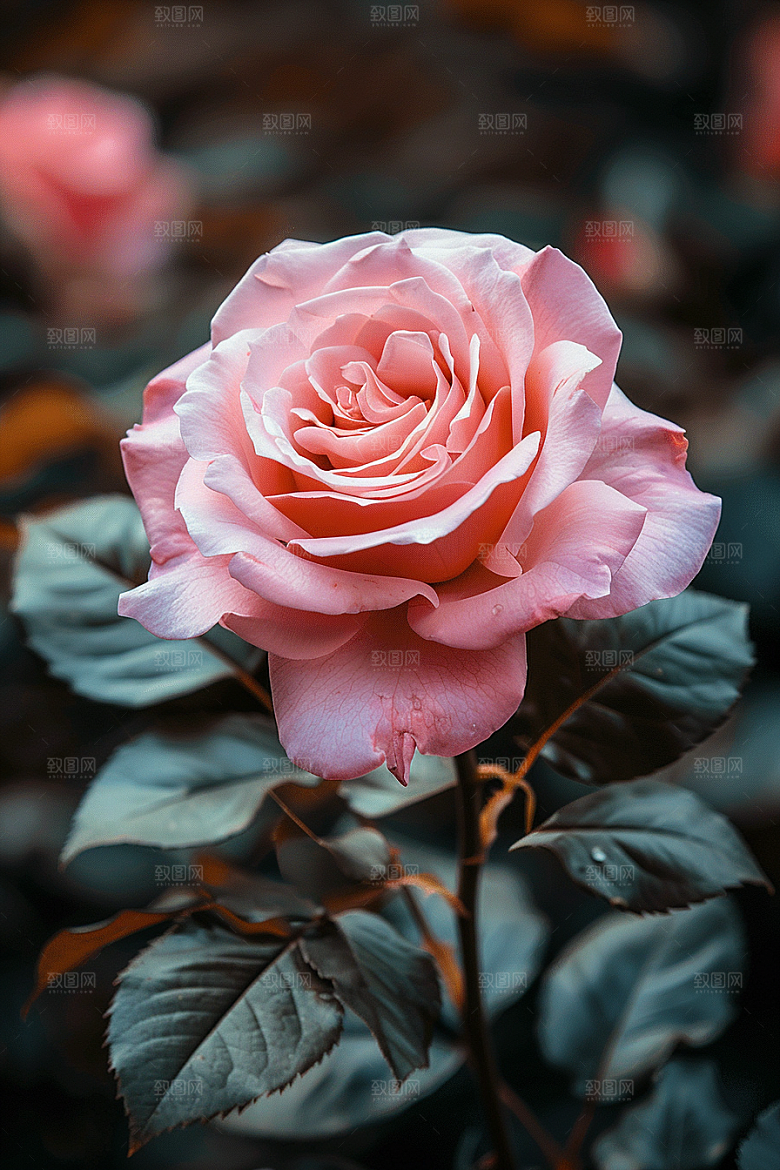 玫瑰花花卉月季花素材