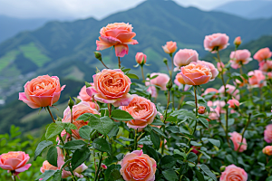 玫瑰花五月蔷薇素材