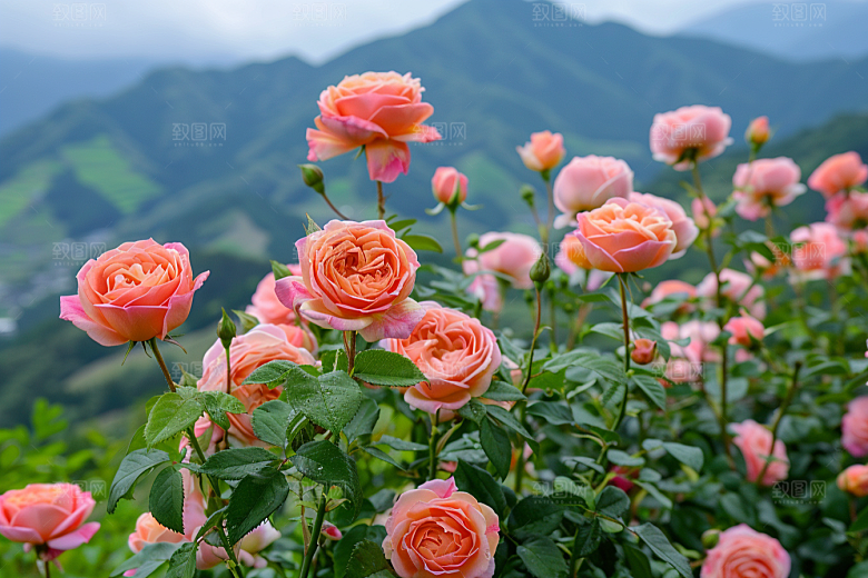 玫瑰花五月蔷薇素材