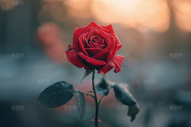 玫瑰花复古优雅素材