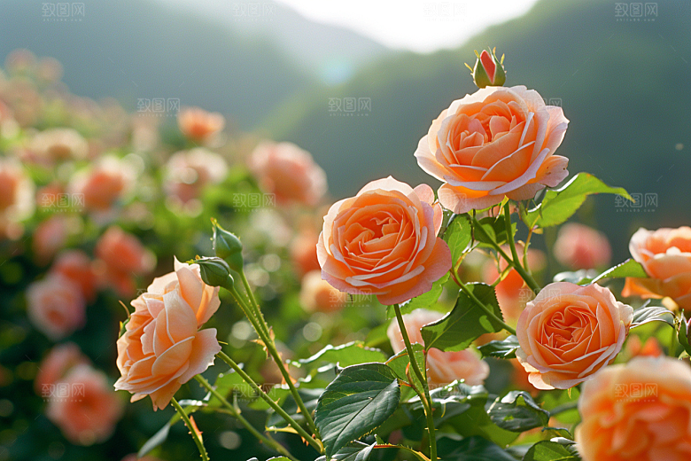 玫瑰花浪漫初夏素材