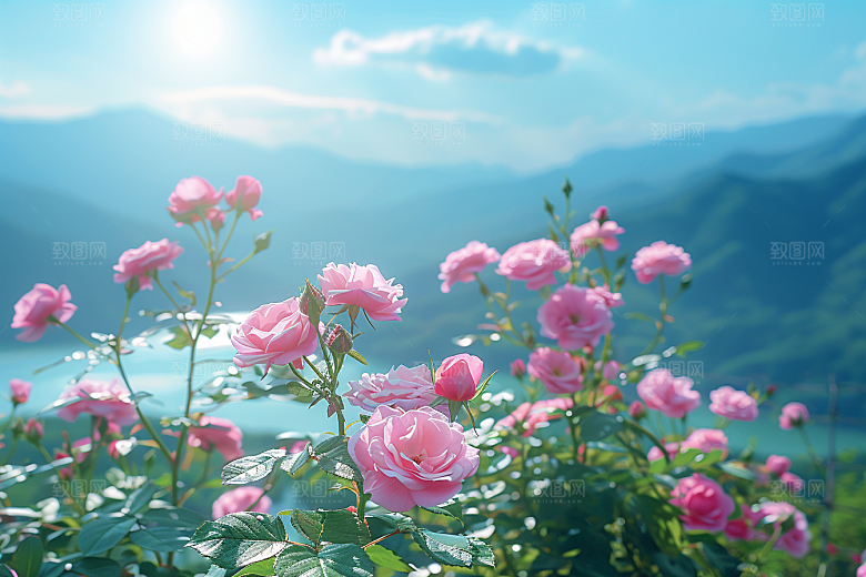 玫瑰花蔷薇浪漫素材