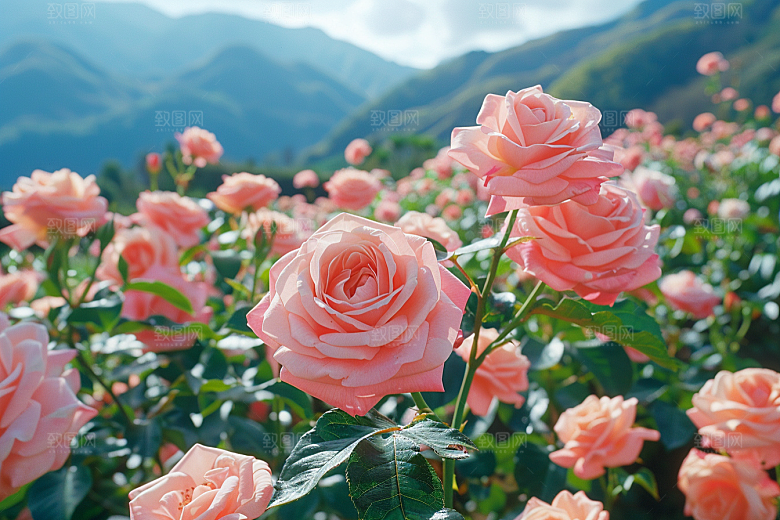 玫瑰花繁花花朵素材