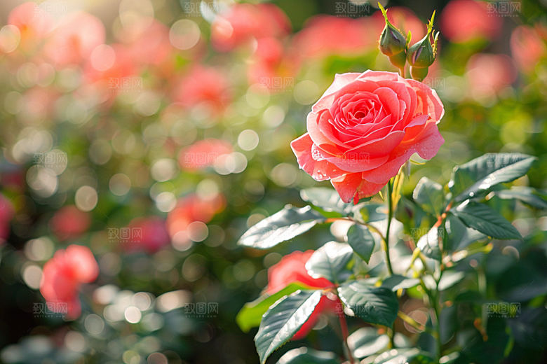 玫瑰花浪漫月季花素材