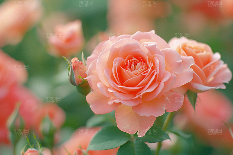 玫瑰花唯美花卉素材
