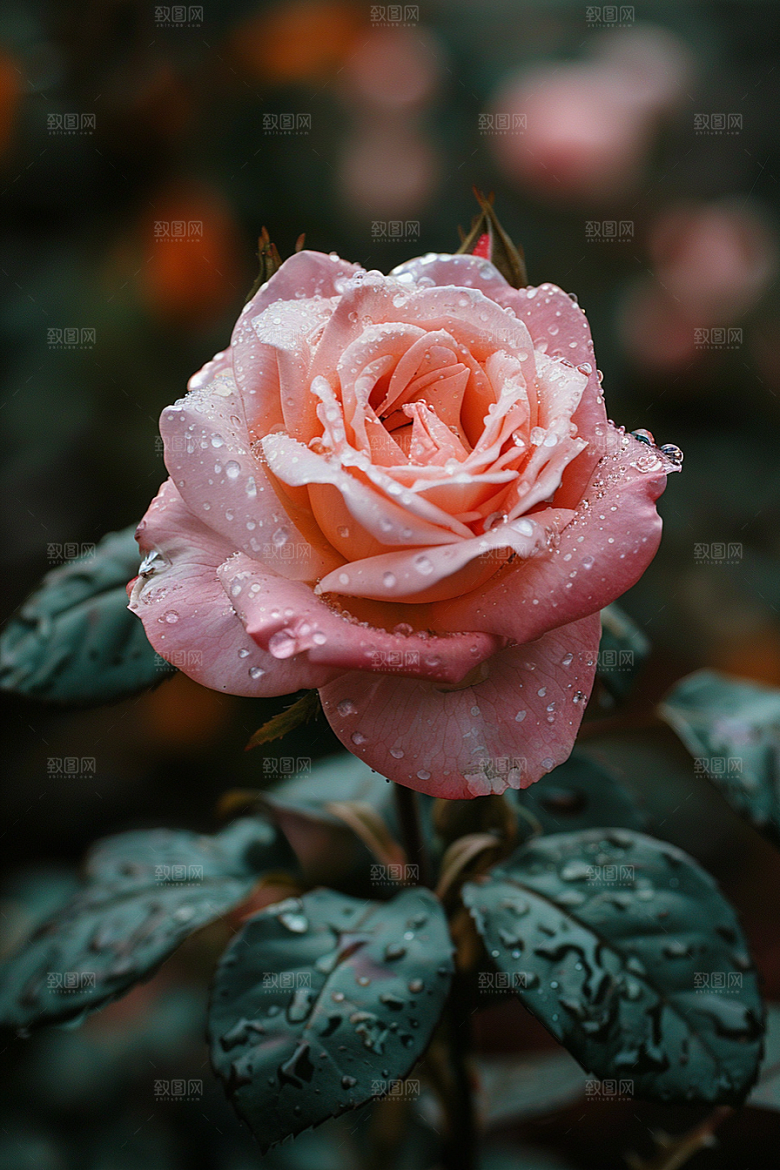 玫瑰花初夏唯美素材